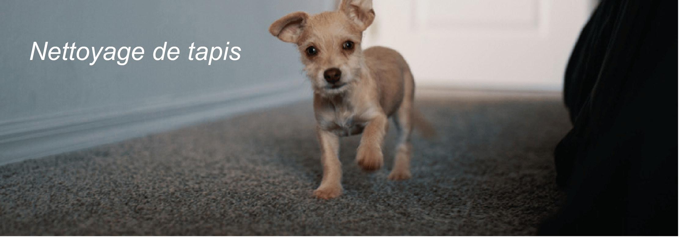 Nettoyage de tapis
